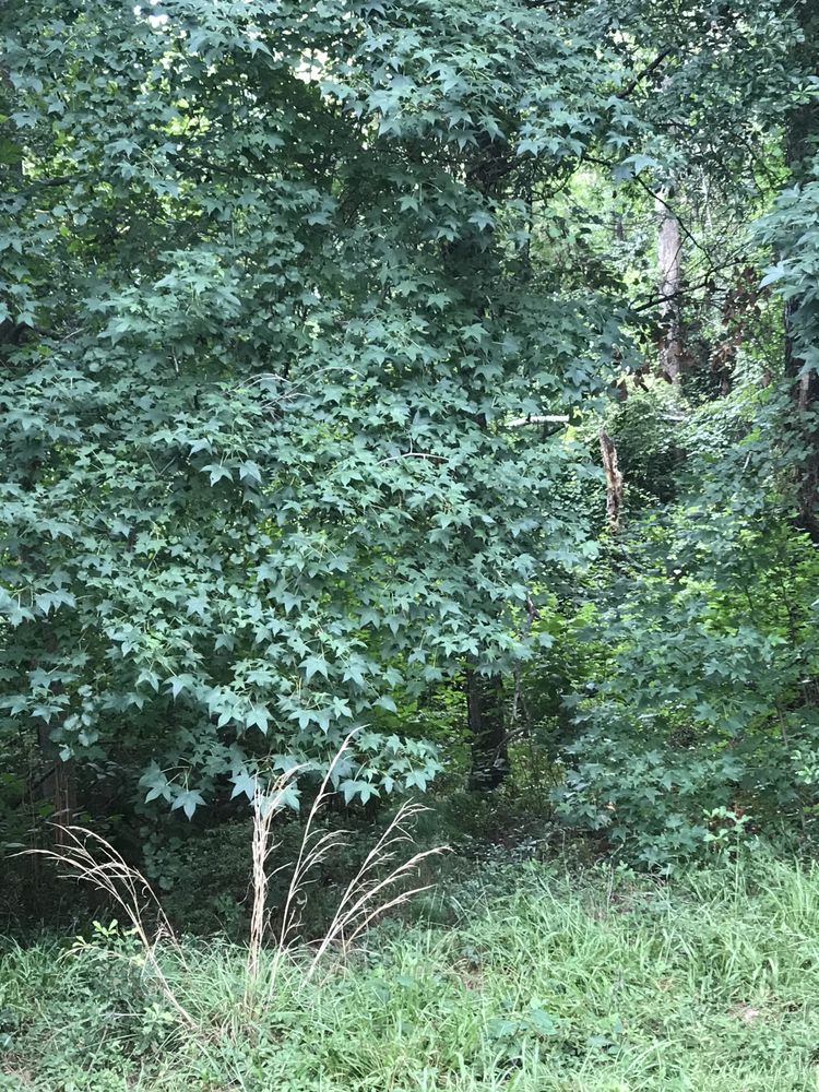 BRAVO FORESTRY MULCHING Ludowici, Landscaping Phone Number Yelp