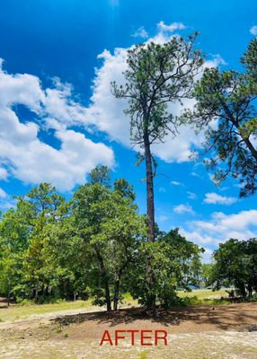 MEIER & SONS TREE SERVICE - Updated July 2025 - West End