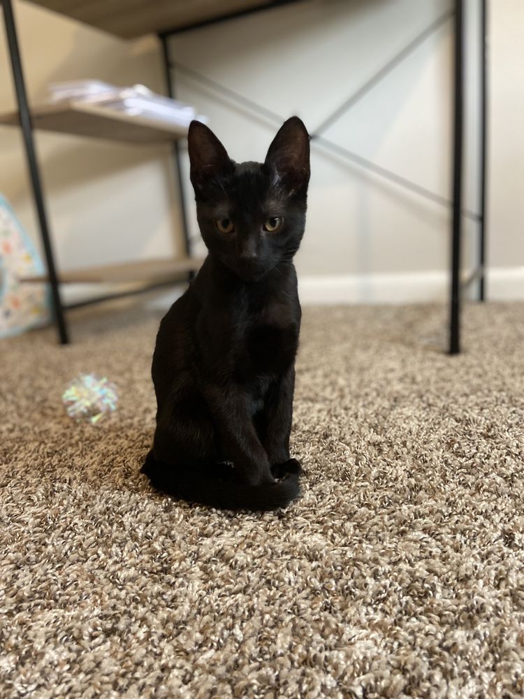 TREE HOUSE HUMANE SOCIETY Updated September 2024 138 Photos & 208 Reviews 7225 N Western