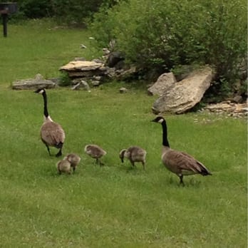 John Henes Park - More baby Geese - Parks Near Me - Menominee, Michigan