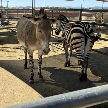 Sugarplum Zoo - Zebras - Chocolatiers & Shops Near Me - Temecula, California Sugarplum Zoo - Zebras - Chocolatiers & Shops Near Me - Temecula, California