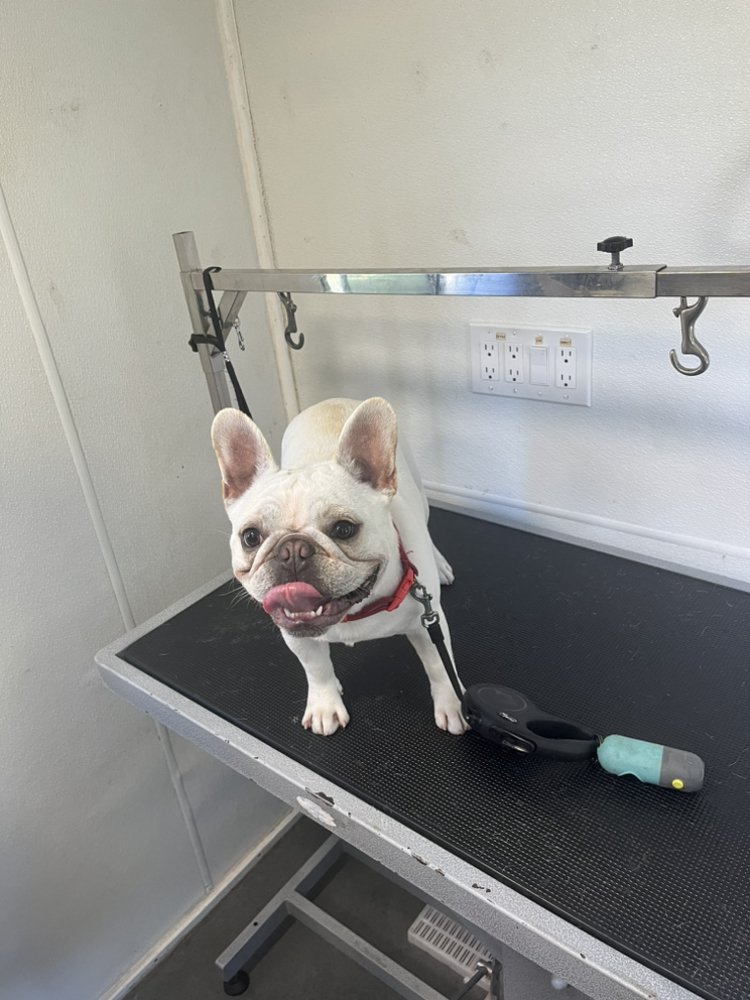 WALKS WASHES AND WAGS 26 Photos San Diego, California Pet