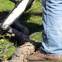 Affordable Tree Service