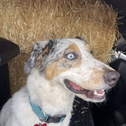 Scott Valley Feed - Excited to ride with the hay