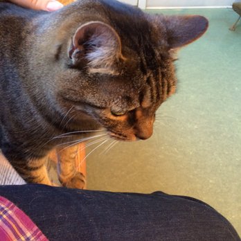 Fry Creek Animal Clinic - One of the friendly cats out to visit the customers. Oct. 2016 - Veterinarians Near Me - Sagle, Idaho Fry Creek Animal Clinic - One of the friendly cats out to visit the customers. Oct. 2016 - Veterinarians Near Me - Sagle, Idaho