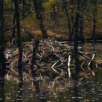 Patuxent Ponds Park - A beaver's lodge in the pond. - Parks Near Me - Crofton, Maryland Patuxent Ponds Park - A beaver's lodge in the pond. - Parks Near Me - Crofton, Maryland