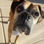Photo of All Creatures Pet Services