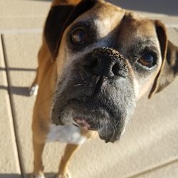 All Creatures Pet Services - Look into my eyes