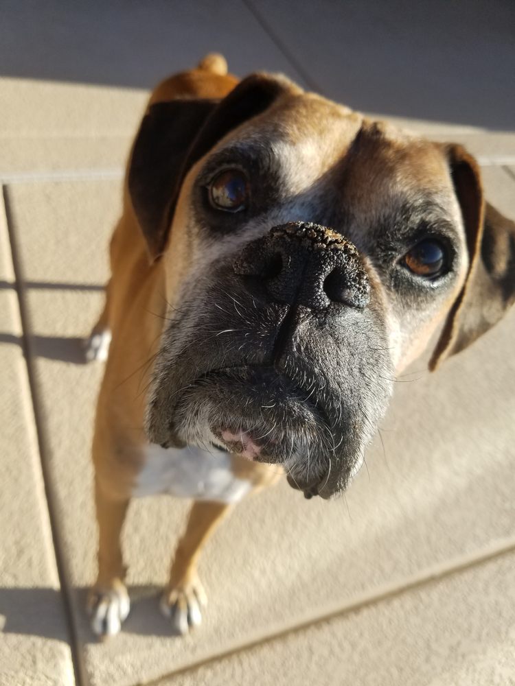 All Creatures Pet Services - pet boarding facility in Las Vegas, NV