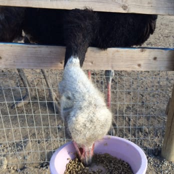 Ostrichland USA - Attraction Farms Near Me - Solvang, California Ostrichland USA - Attraction Farms Near Me - Solvang, California