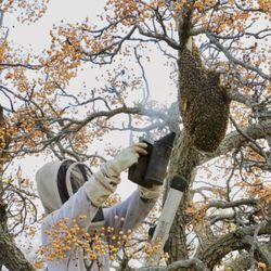 Girl Next Door Honey - Wild beehive relocation and rescue in progress!