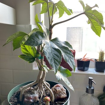 Martinez Nursery - Fatsia Japonica, had this for a bit now, added the rocks in the roots and mushroom - Nurseries & Gardening Near Me - Buena Park, California Martinez Nursery - Fatsia Japonica, had this for a bit now, added the rocks in the roots and mushroom - Nurseries & Gardening Near Me - Buena Park, California