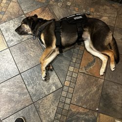 Pack Leader Dog Training - Char the Service Dog (in training)