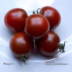Hermanns Integrierter Tomatenanbau