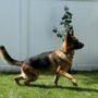 Photo of North Shore K-9
