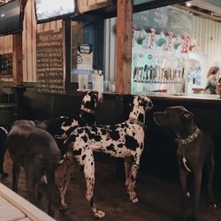 Lucky Dog Bark & Brew Cornelius - Great Dane birthday bash!