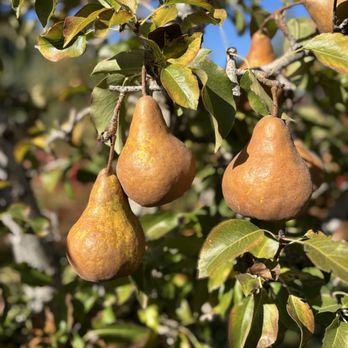 O'Halloran's Apple Trail Ranch - Farmers Market Near Me - Camino, California