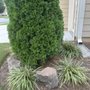 Mulch and More