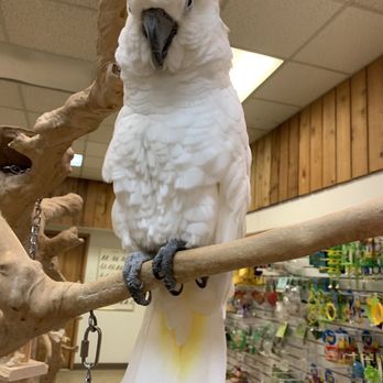 Parrots & Company - Clifford!!! - Pet Stores Near Me - Stamford, Connecticut Parrots & Company - Clifford!!! - Pet Stores Near Me - Stamford, Connecticut