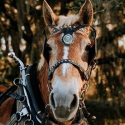 Red Gate Farms - Equestrian Center - We also offer carriage rides! Come take a ride through the oaks with our beautiful Betsie.