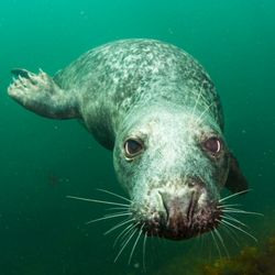 Portsmouth Scuba - Seal