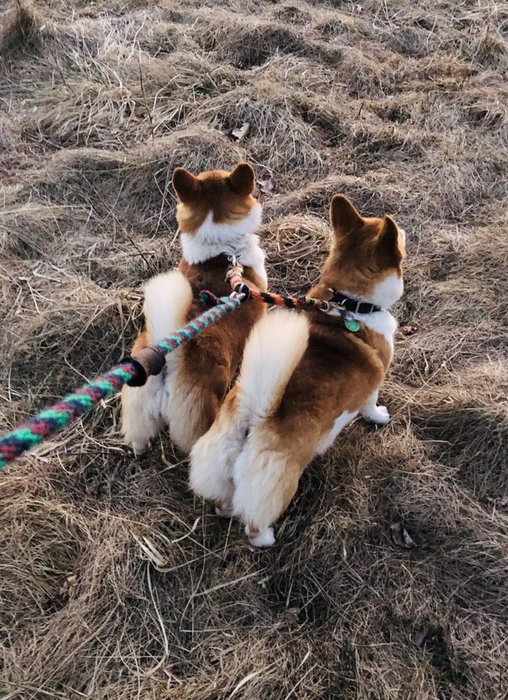 RTC PET SITTING & LIVESTOCK CARE 34 Photos Woodbury, Connecticut