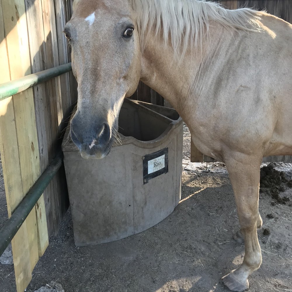Blora Ranch - Horseback Riding Near Me - Belton, Texas