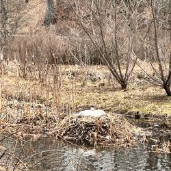 Roger Williams Park - Swan nesting