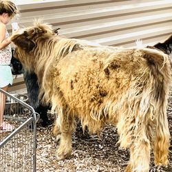 Hairy Cow