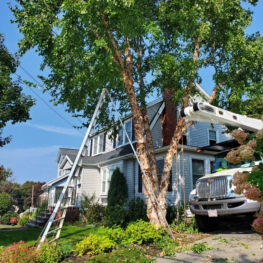 Arborway Tree Care - Pruned birch. - Tree Services Near Me - Hyde Park, Massachusetts Arborway Tree Care - Pruned birch. - Tree Services Near Me - Hyde Park, Massachusetts