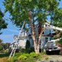 Photo of Arborway Tree Care