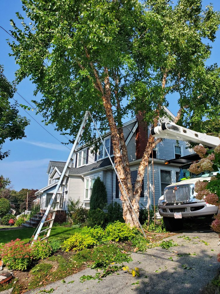 Arborway Tree Care - tree service in Hyde Park, MA