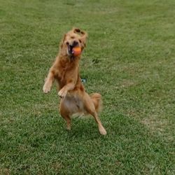 Doggy Doodle Stuff Pet Care Services