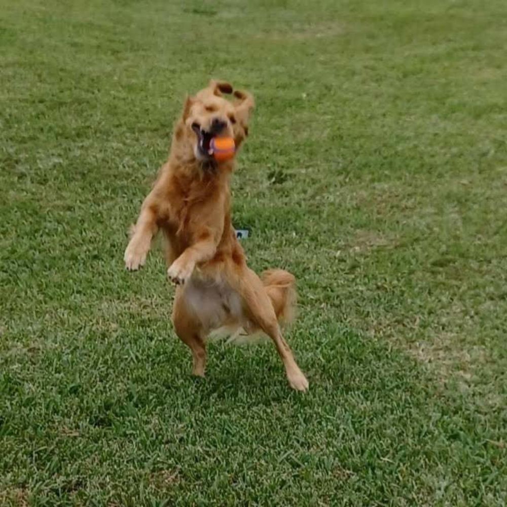 Doggy Doodle Stuff Pet Care Services - pet boarding facility in Orlando, FL