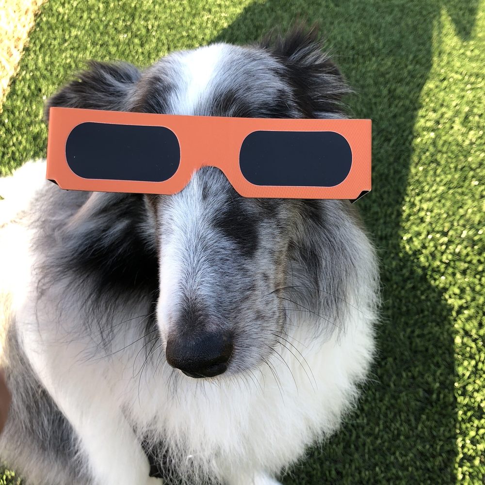 Frankie loves Pasadena Pet Veterinary Hospital. Frankie loves Pasadena Pet Veterinary Hospital.