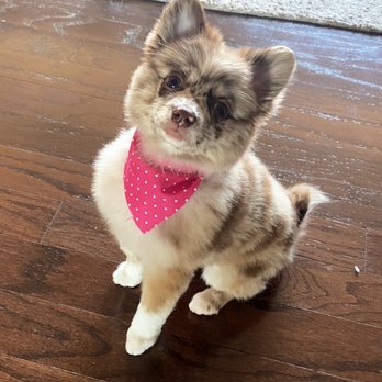 Furry Tails - Teddy bear cut - Pet Boarding Near Me - Dallas, Texas Furry Tails - Teddy bear cut - Pet Boarding Near Me - Dallas, Texas