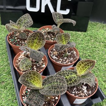 HAPPY PLANTS - Updated August 2025 - 20 Photos - 10413 N May