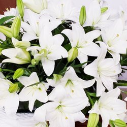 The Potted Plant - Sympathy Flowers