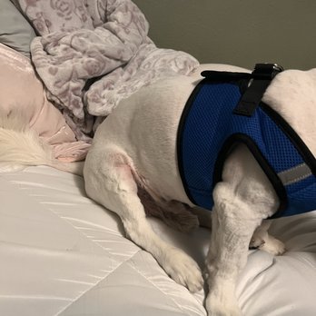 Royal Pet Center - he's in so much pain, poor baby - Pet Stores Near Me - Lynwood, California Royal Pet Center - he's in so much pain, poor baby - Pet Stores Near Me - Lynwood, California