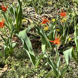 Bartlett Arboretum - Tulips at the Bartlett Arboretum