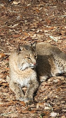Tallahassee Museum by null