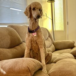 Freshly groomed standard poodle, male. Freshly groomed standard poodle, male.