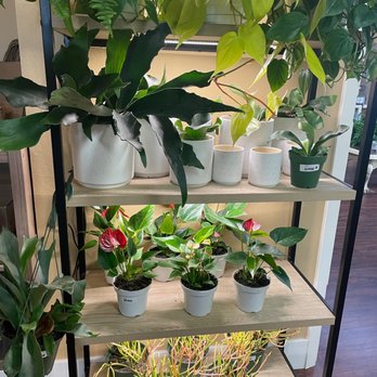 The Growing Groves Plant Shop - Cuties!!! - Nurseries & Gardening Near Me - Davis, California The Growing Groves Plant Shop - Cuties!!! - Nurseries & Gardening Near Me - Davis, California