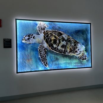 Clearwater Marine Aquarium - Painting - Aquariums Near Me - Clearwater, Florida
