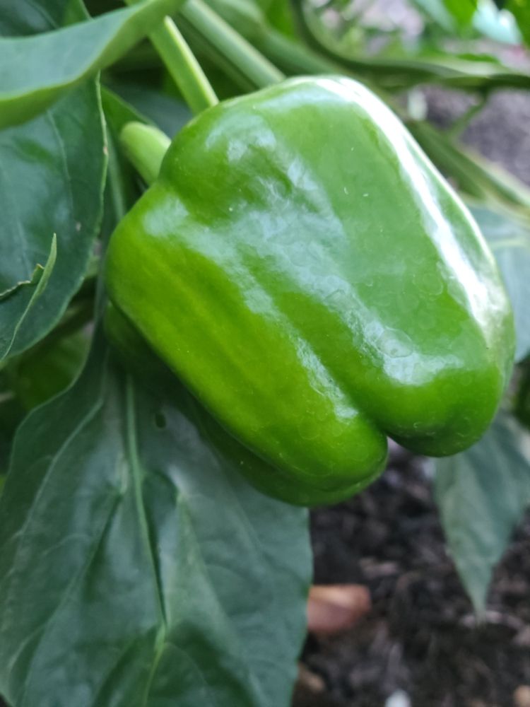 Farm 2 Table Project - social services organization in Holland, AR