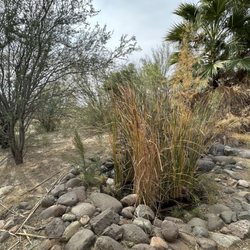 Creek starts here, follows a path down to an open pond filled with willows