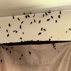 Don't Bug Out Pest Solutions - Large cockroach infestation in a multi-dwelling building. Intensive spray and flush needed for knockdown and residual chemical application
