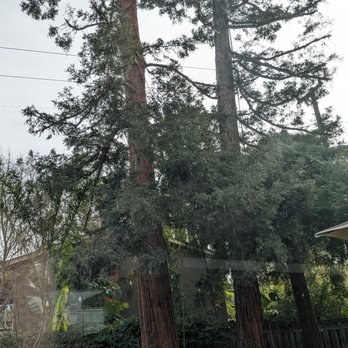 David Tree Consultant - 3/4 of the way through. - Tree Services Near Me