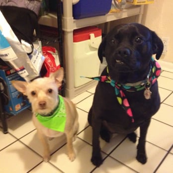 Halo Dog Training - Max (green) and Meeko (polka dots) - Pet Training Near Me