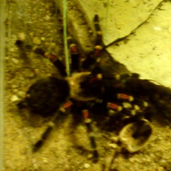 Exotarium Oberhof - Rotbein Vogelspinne. - Aquariums Near Me - Oberhof, TH
